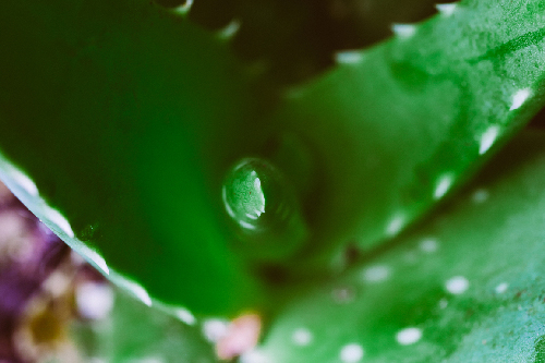 aloe